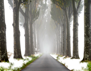 A long road stretches between tall trees shrouded in fog, creating a soft, dreamy atmosphere
