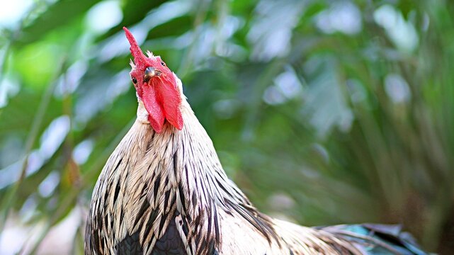 close up rooster in the garden
