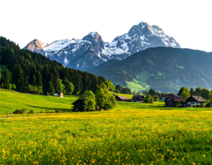 A lush, vibrant meadow bursts with yellow wildflowers nestled before forested hills and snow-capped mountain peaks