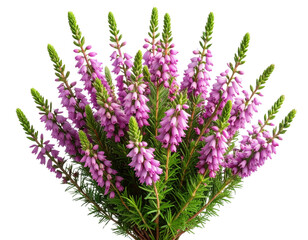 Set of Bell Heather Flowers with Stems and Green Leaves, isolated on transparent background” 