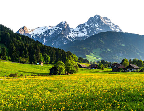 A lush, vibrant meadow bursts with yellow wildflowers nestled before forested hills and snow-capped mountain peaks