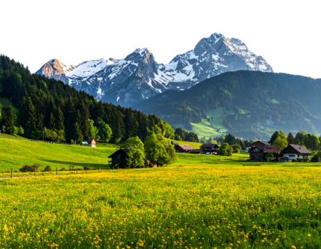 A lush, vibrant meadow bursts with yellow wildflowers nestled before forested hills and snow-capped mountain peaks