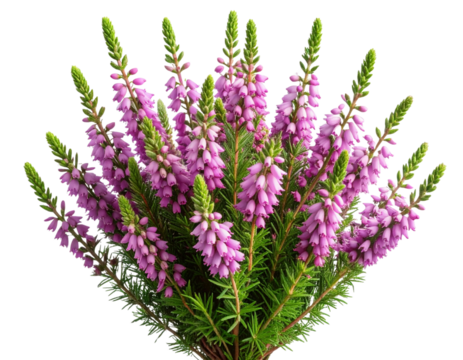 Set of Bell Heather Flowers with Stems and Green Leaves, isolated on transparent background” 