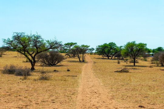 savanna, semi-desert, Africa, dry landscape, arid, drought, heat, wildlife fence, boundary fence, nature, wilderness, steppe, sandy soil, reddish sand, dry grass, bushland, acacia trees, shrubs, remot