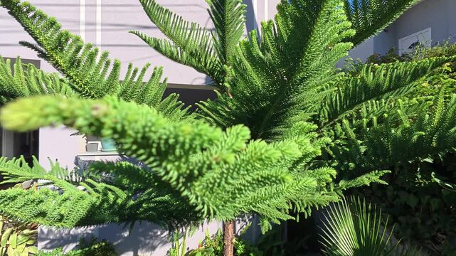 Norfolk Island pine, Araucaria heterophylla near a house in Albania
