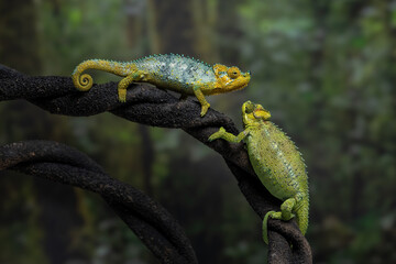 A pair of helmeted chameleons (Trioceros hoehnelii) facing each other on a dark branch.
These species is native to Eastern Africa, mainly in Kenya and Uganda.