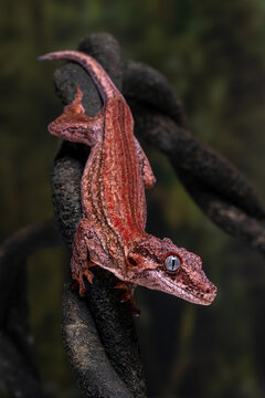 Gargoyle gecko (Rhacodactylus auriculatus) is a species of gecko native to New Caledonia.