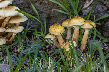 Wild Mushrooms by Lava Rock Wal