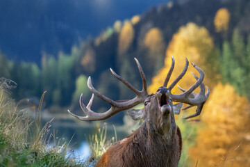 Hirschbrunft im Gebirge