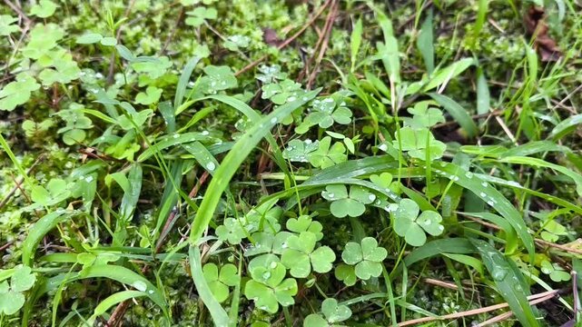 Sunlit meadow of clover and grass blades covered with morning dew. Close-up view highlights the sparkling water droplets on the clover leaves, creating a fresh and vibrant nature scene perfect for spr