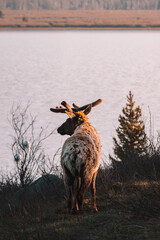 An elk poses in the morning light in Grand Teton National Park. Jenny Lake is behind them, reflecting warm colors of spring. 