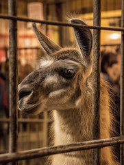 Obraz premium Llama peeks through metal bars at a market stall. Amber lighting and a busy backdrop set a warm, candid moment.
