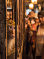 monkey in a cage peering through bars on a busy market street. warm golden lighting and a crowd of blurred shoppers create a lively late evening mood.