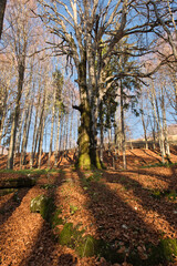 Obraz premium autumn in the forestThe 