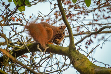 (Sciurus vulgaris) Squirrel building its nest, holding moss and twigs while climbing through dense tree branches.