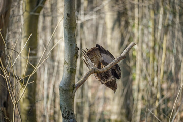 Wild buzzard (Buteo buteo) jumping off of a horizontal limb, textured feathers and bokeh woodland background.