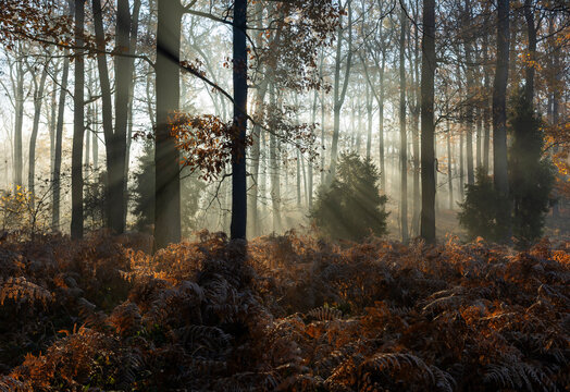 Fototapeta Jesienny, mglisty poranek w lesie, wschód słońca, tapeta.