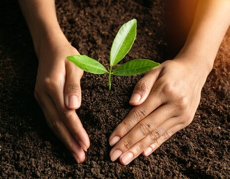 nurturing hands planting sapling in soil