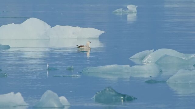 A serene shot of a bird, possibly a Common Eider, swimming gracefully in the tranquil turquoise waters of a glacial lagoon in Iceland.