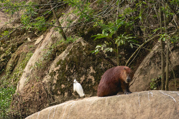 Capibara and a bird relaxing together on a stone. National park in the north park of Sao Paulo,...