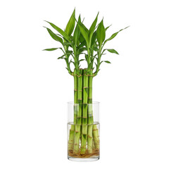 Naklejka premium Lucky bamboo plant in a glass vase isolated on transparent background