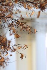 Dry brown linden seeds against a yellow and white building