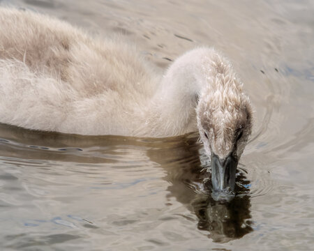 A juvenile swan dips its beak into the water of a lake to drink. The cygnet's fluffy feathers are visible, along with a reflection in the water's surface.