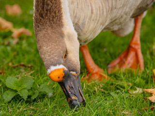 das Gro&szlig;e Fressen