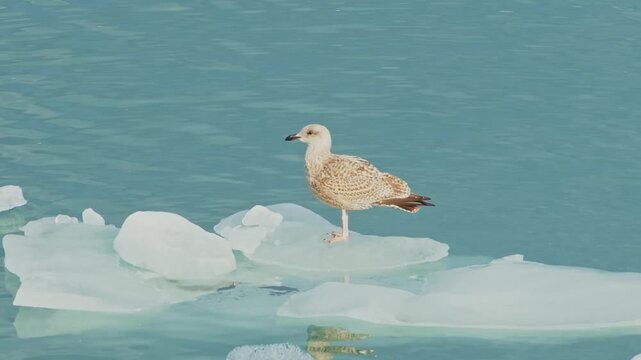 close up shot captures a solitary juvenile gull, possibly a&nbsp;herring gull&nbsp;or&nbsp;glaucous gull, standing calmly on a small, melting ice floe in the tranquil, cold, blue waters, Iceland.