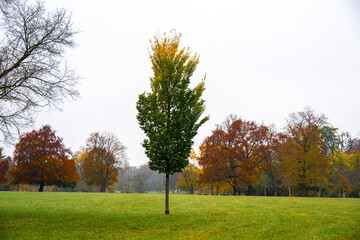 Junge Buche auf einer herbstlichen Wiese