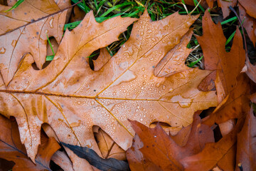 Nahaufnahme von herbtlichen Blättern der Roteiche auf eine Wiese