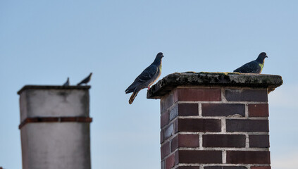 Stadttauben sitzen auf einem Schornstein