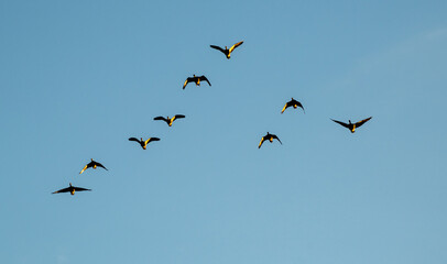 Nilgänse fliegen in einer Formation