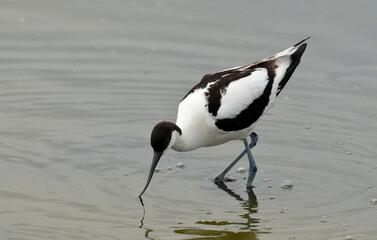 Avocette élégante, Recurvirostra avosetta, Pied Avocet