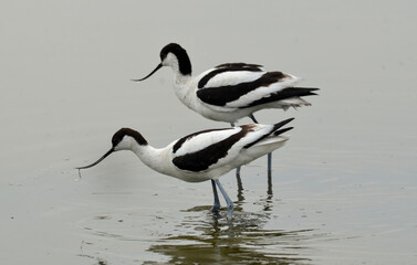 Avocette élégante, Recurvirostra avosetta, Pied Avocet