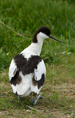 Avocette élégante, Recurvirostra avosetta, Pied Avocet, jeune, adulte