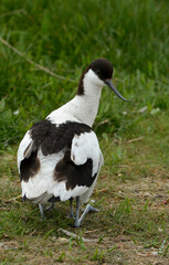 Avocette élégante, Recurvirostra avosetta, Pied Avocet, jeune, adulte