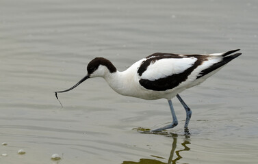 Avocette élégante, Recurvirostra avosetta, Pied Avocet