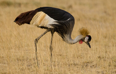 Naklejka premium Grue couronnée, Balearica pavonina, Black Crowned Crane