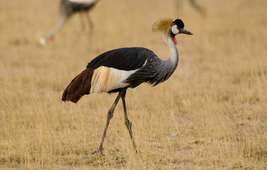 Obraz premium Grue couronnée, Balearica pavonina, Black Crowned Crane