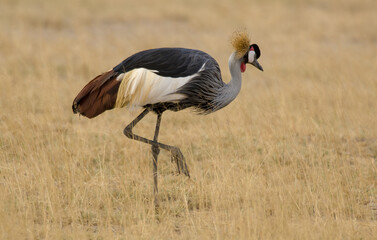 Naklejka premium Grue couronnée, Balearica pavonina, Black Crowned Crane