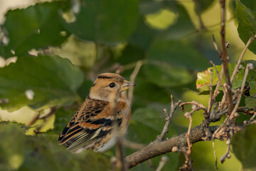 Fringilla