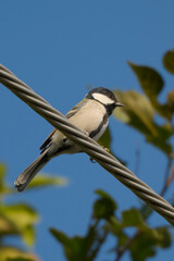 Parus minor