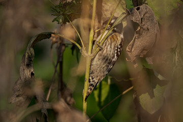 A bird that eats caterpillars