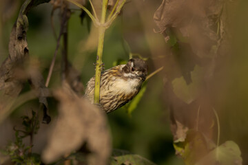 Bird hanging on a stem