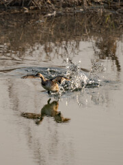 A bird that leaps out of the water and takes flight