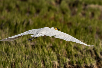 Bird flapping its wings