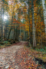 Red-Leaves Forest in Autumn – Southern Germany Bavarian Landscape Photograph
