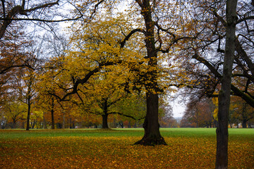 Herbstlich gefärbte Bäume im Park