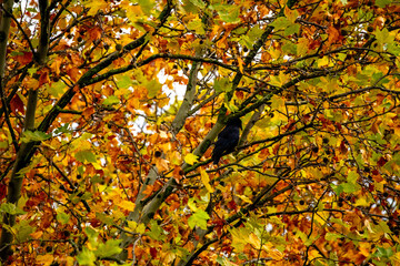 Ein Rabe sitzt im Geäst einer herbstlich gefärbten Platane